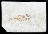 Bargain, Cretaceous Fossil Fish - Lebanon #53953-1